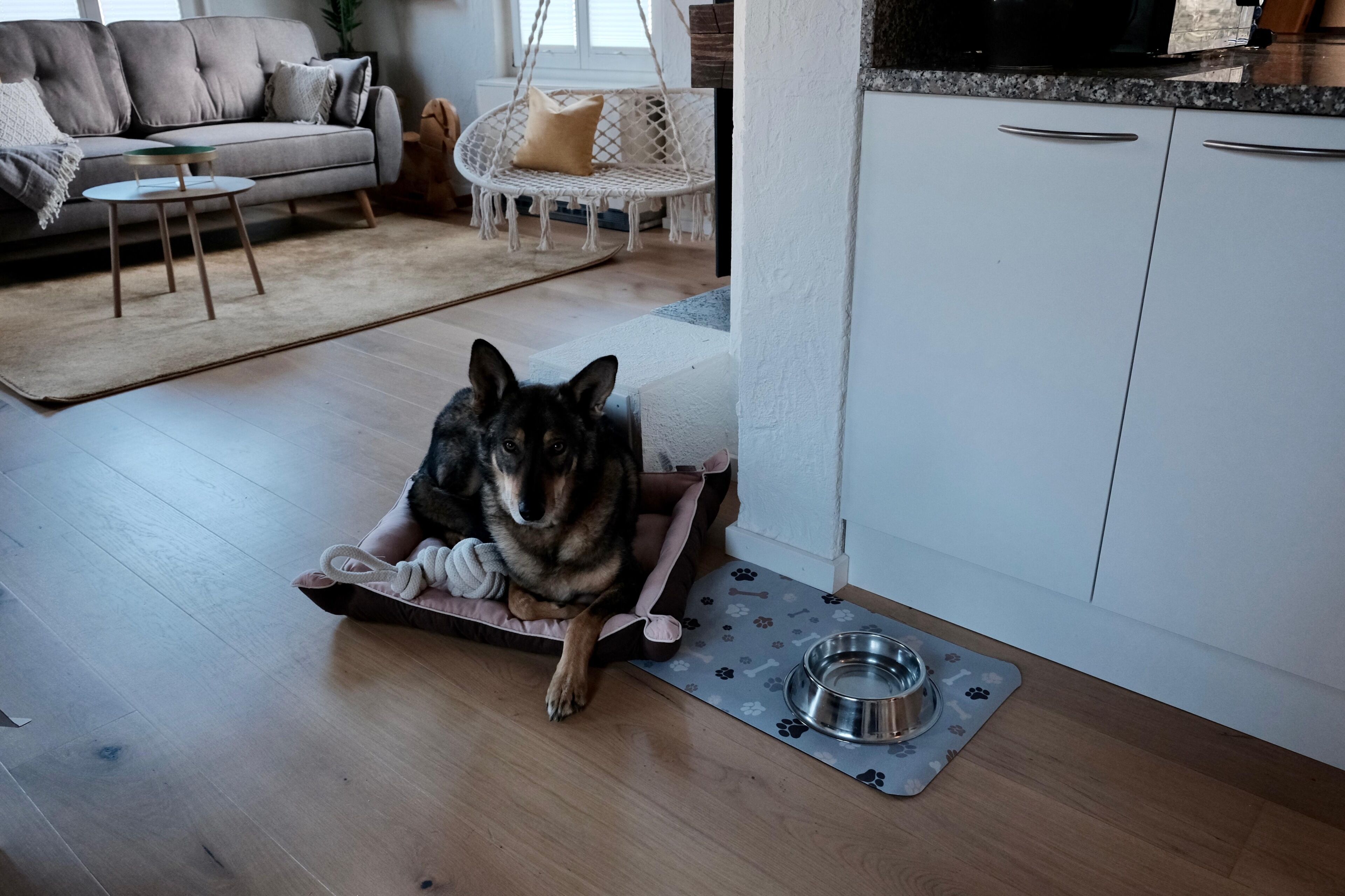 A dog resting on a pet bed in a room with a sofa, a hanging chair, and a kitchen area.