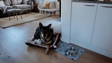 A dog resting on a pet bed in a room with a sofa, a hanging chair, and a kitchen area.