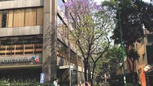 Un edificio moderno con un cartello di American Airlines, un albero con fiori viola e un attraversamento pedonale.