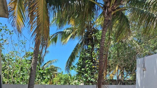 A rectangular swimming pool with a concrete edge, surrounded by a concrete wall and palm trees. - Cozy house 150 meters from the Beach in Chicxulub Puerto (Chicxulub)
