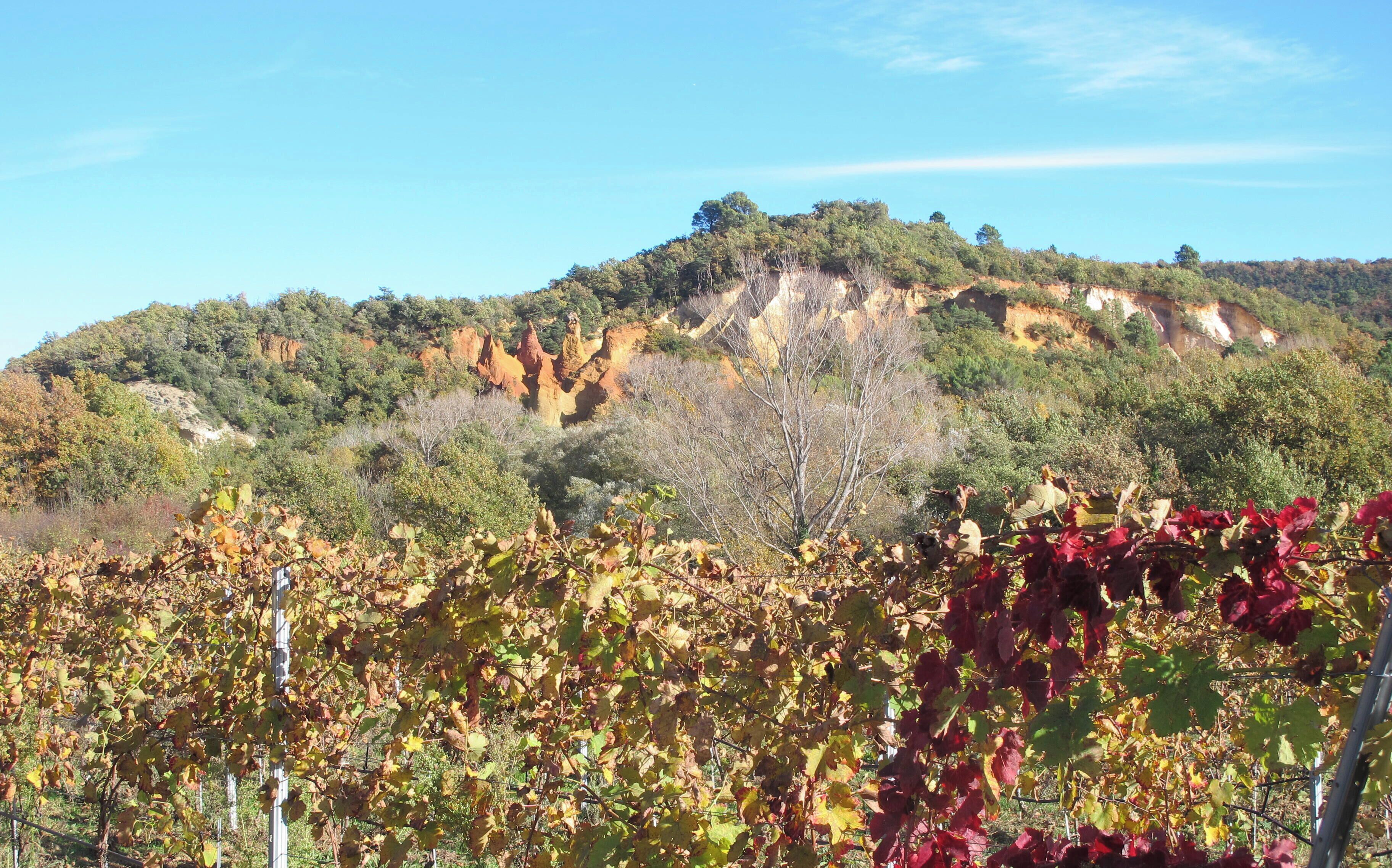 Vinhedo com fileiras de videiras e montanhas ao fundo.