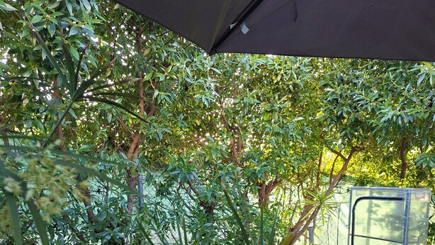 Un patio al aire libre con sillas verdes, plantas en macetas y una estructura de invernadero.
