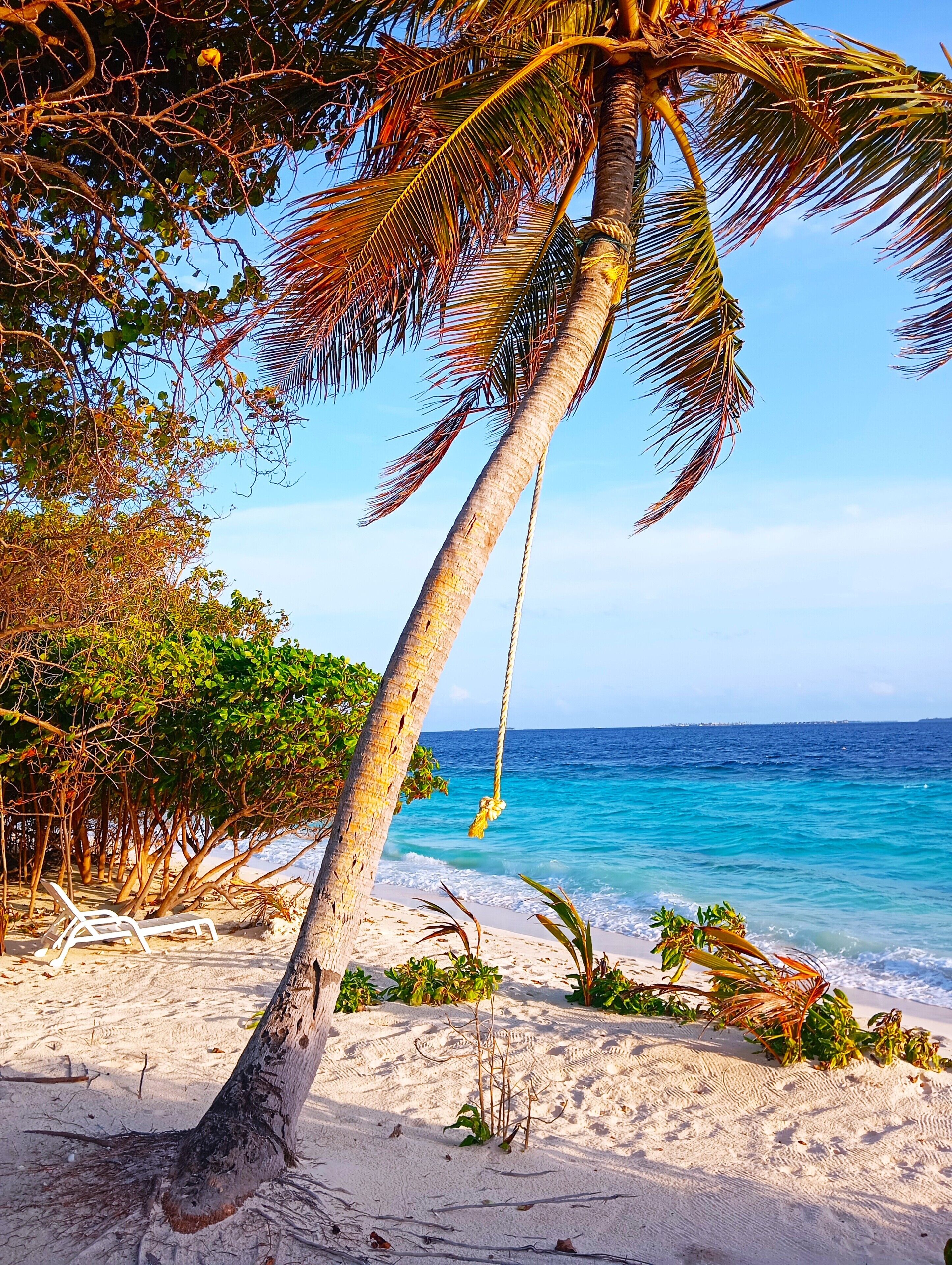 Ein Strand mit einer Palme, klarem blauen Wasser und einem sandigen Ufer.