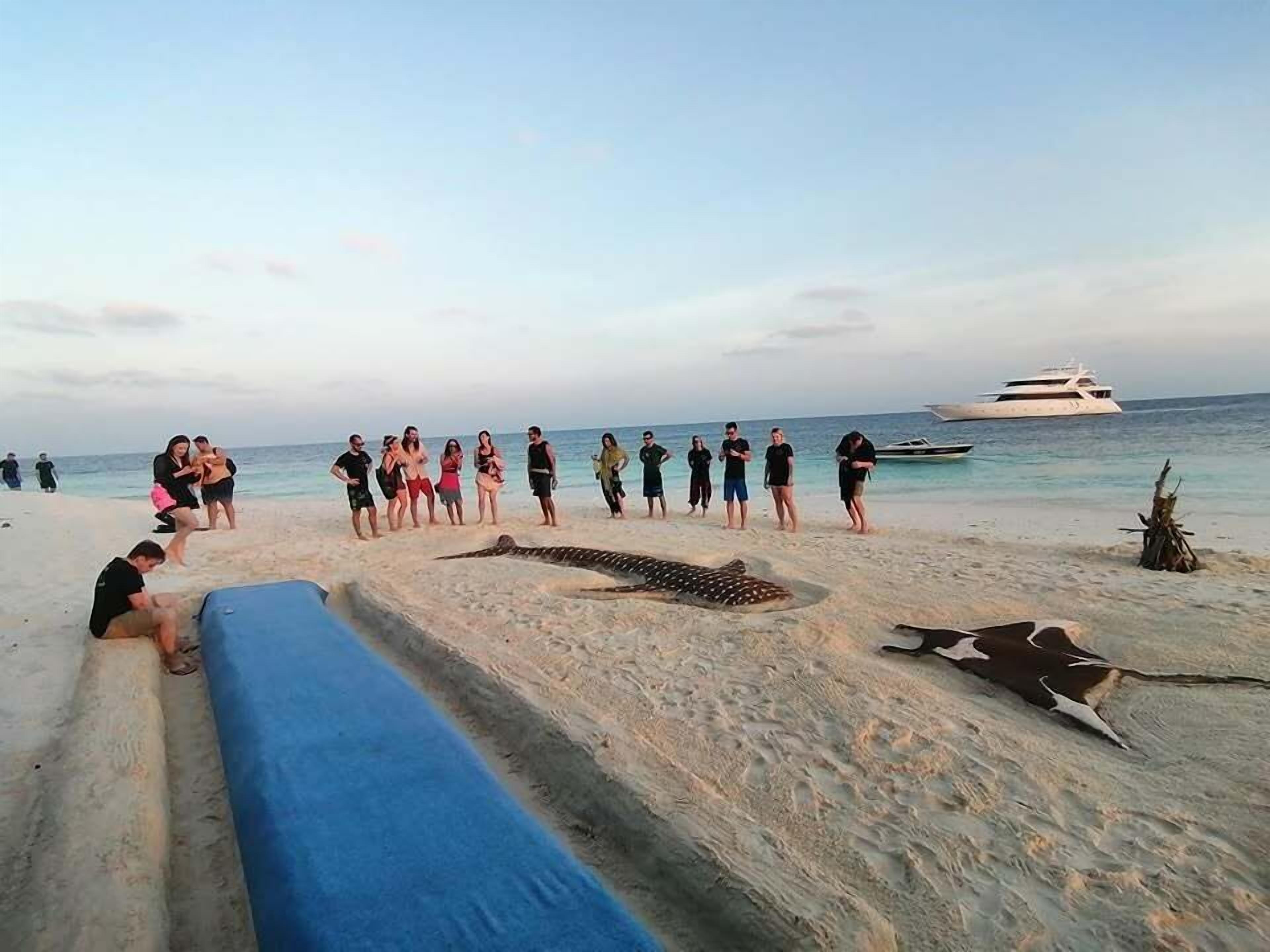 A beach with people, a large alligator, and a yacht in the background.