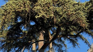 Un gran árbol frente a una casa con patio y mobiliario exterior.