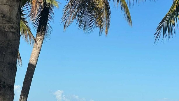 Ein Strand mit Palmen, einem Sandufer und einem Segelboot auf dem Wasser.