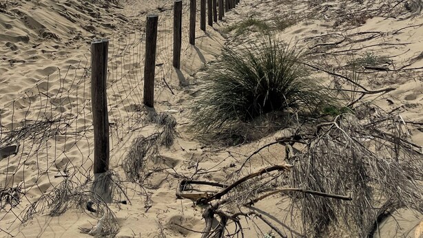 Una spiaggia sabbiosa con una recinzione in legno e vegetazione rada.