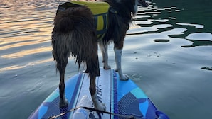 A dog on a paddleboard with a forested hill in the background. - RuneStone Ranch: on Lake Cumberland, Upper Level, Russell Springs (Russell Springs)