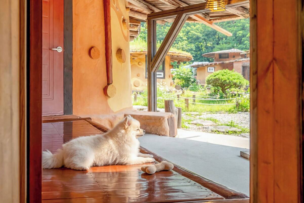 A dog lying on a wooden floor inside a building with a view of a garden and houses outside.
