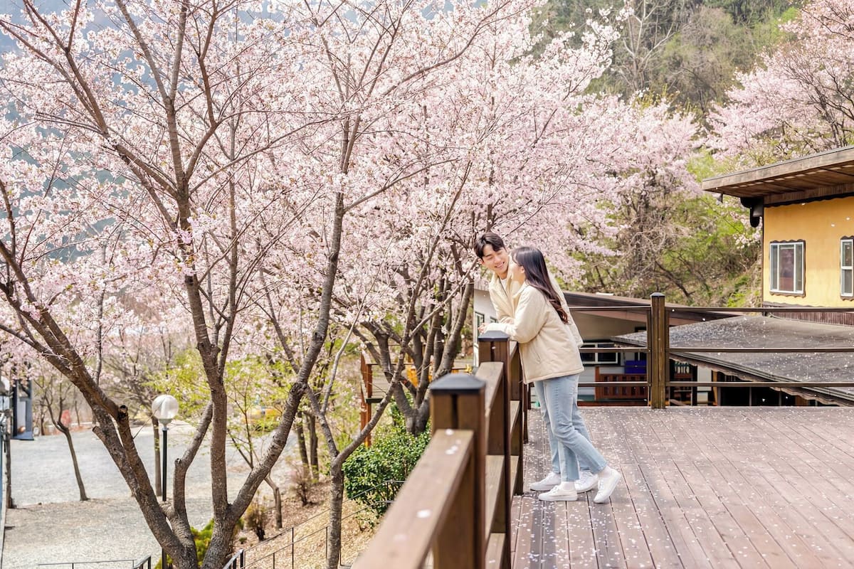 A wooden deck with cherry blossoms, a yellow building with windows, and a person leaning on the railing.