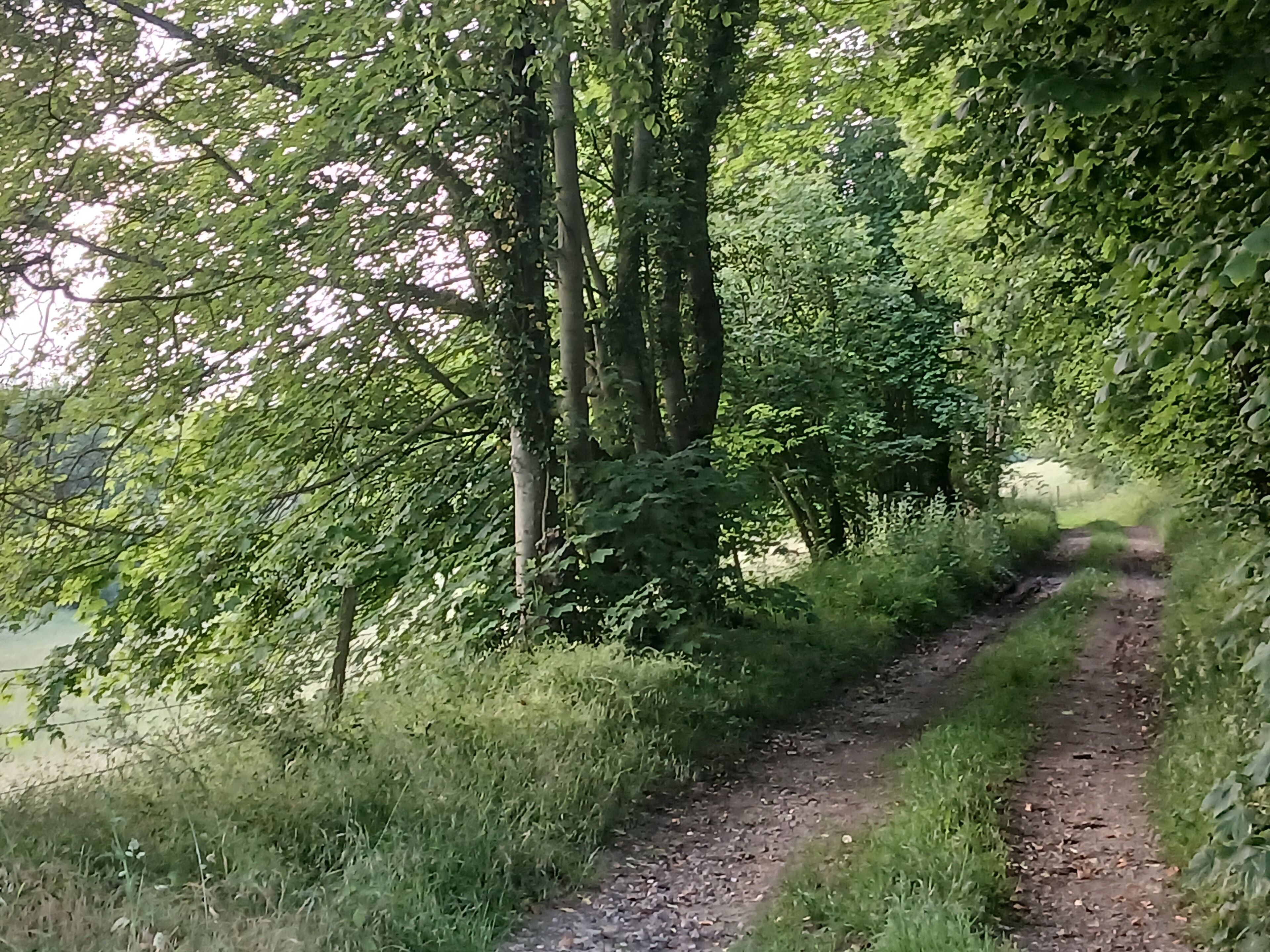A narrow dirt path surrounded by dense green foliage and trees.