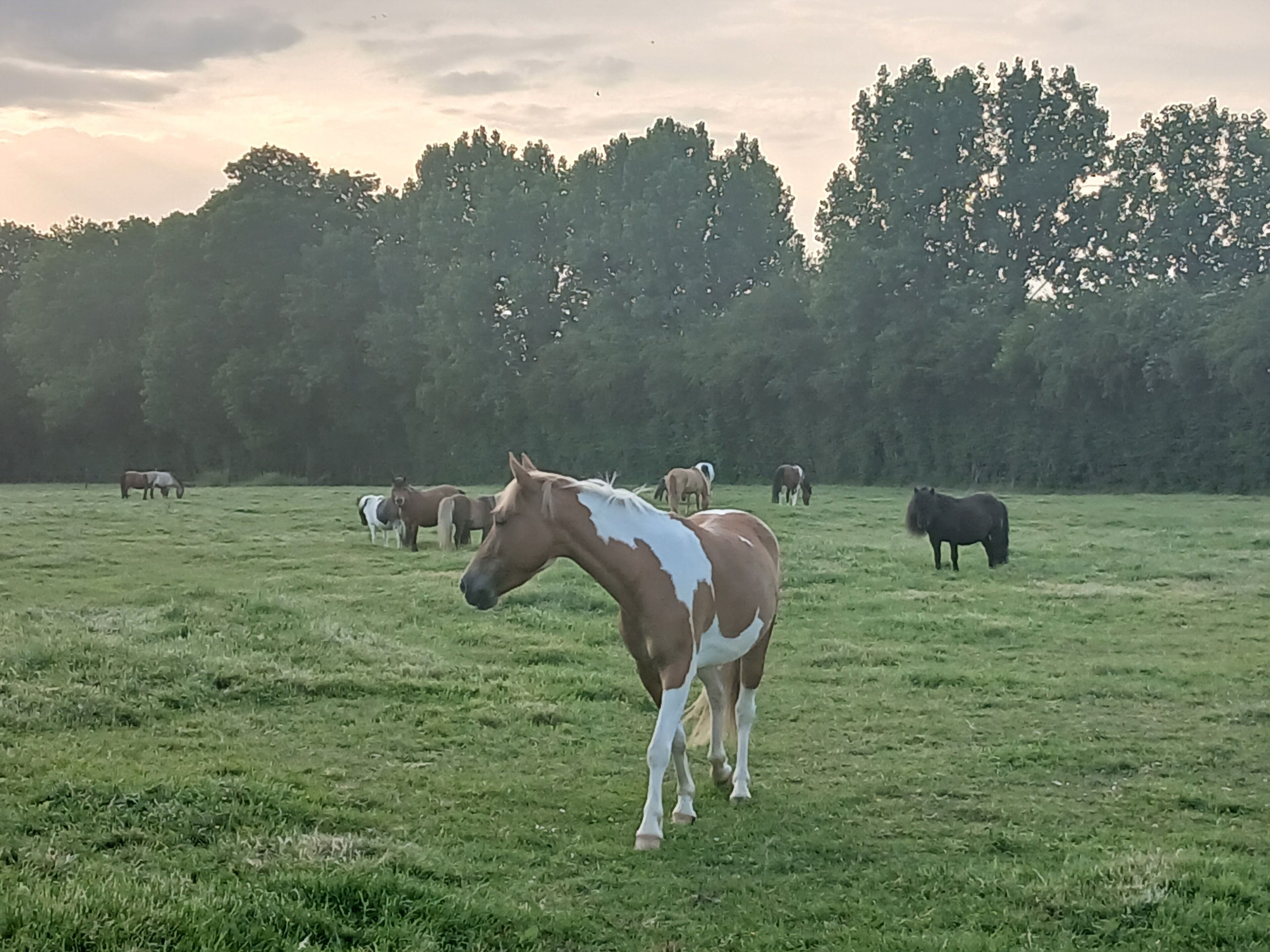 Eine grüne Wiese mit Pferden und Bäumen im Hintergrund.