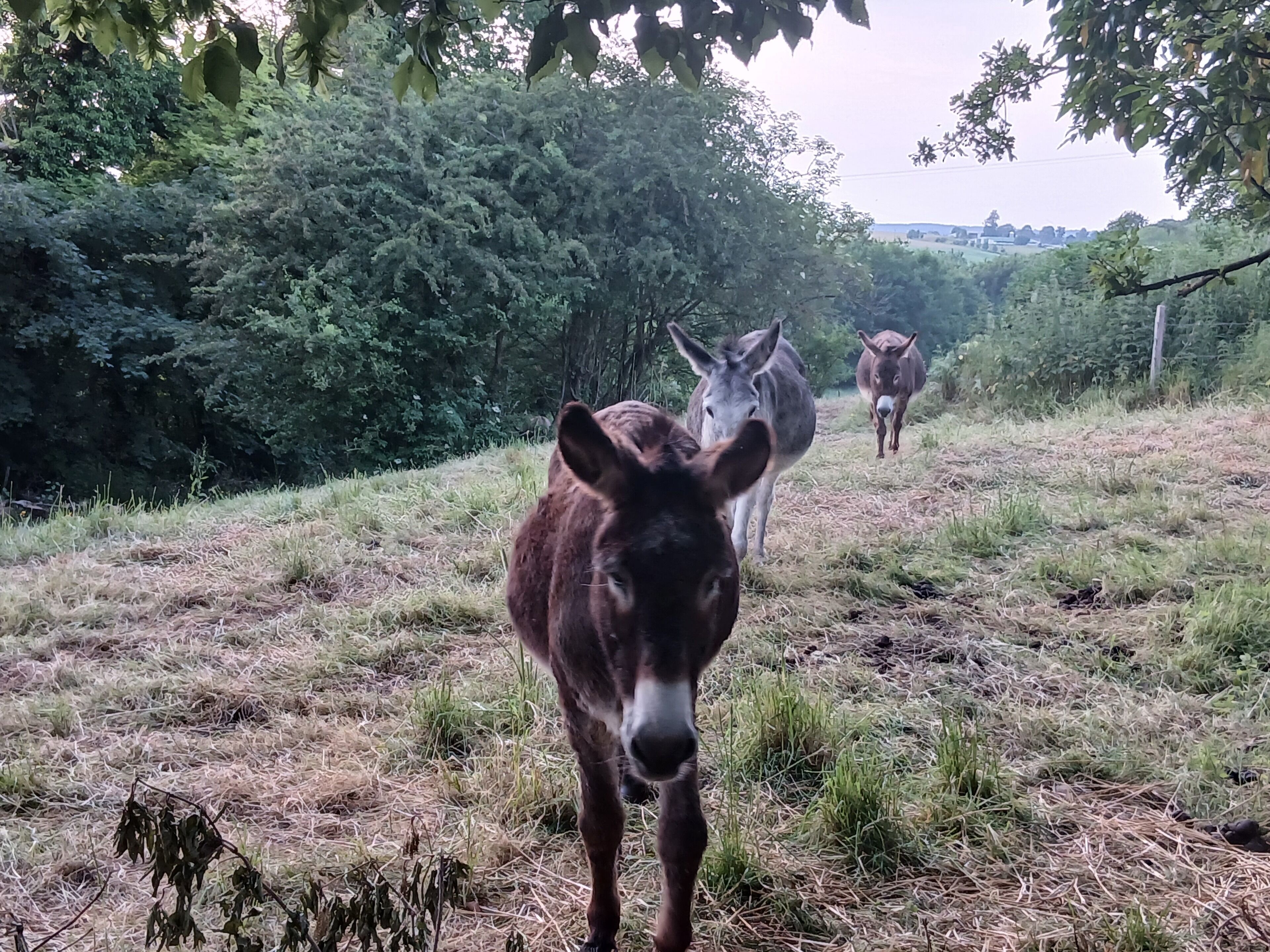 Un paysage rural avec un champ herbeux et des arbres.