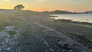 Paesaggio costiero con spiaggia di ciottoli, zone erbose e una fila di alberi in lontananza.