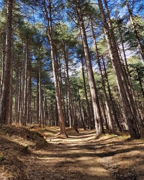 Unclassified image, 4 of 7, button - holiday sea etna (Linguaglossa)