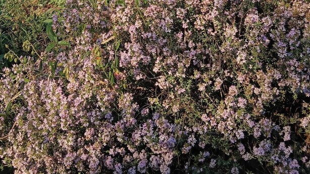 Una casa con facciata in pietra, persiane di legno e un giardino con fiori viola.