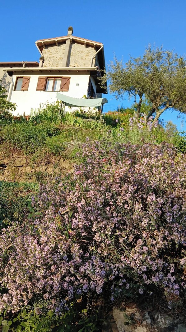 A house with a stone facade, wooden shutters, and a garden with purple flowers.