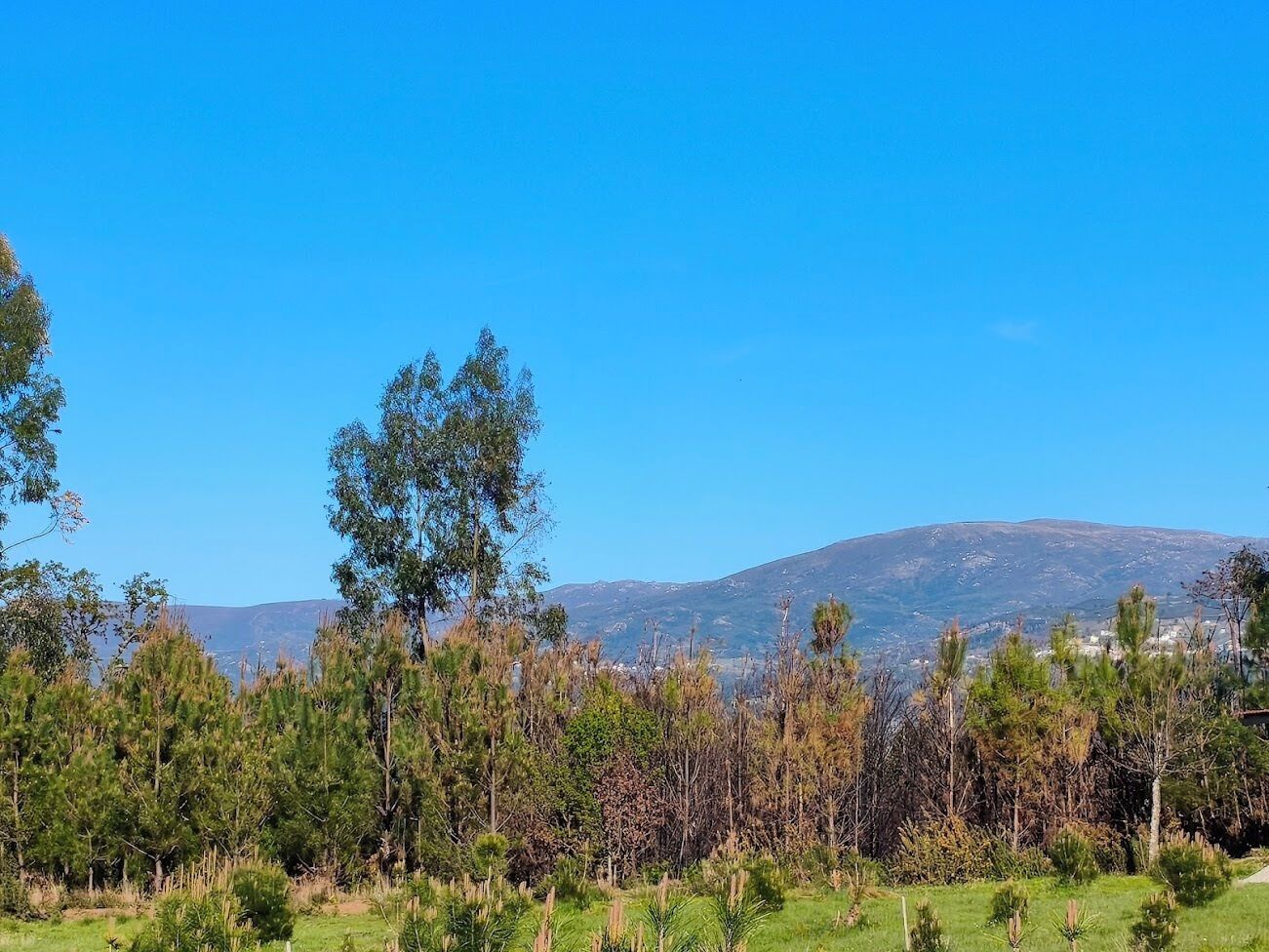 Un paysage avec une montagne en arrière-plan, des arbres au premier plan et un ciel bleu dégagé.