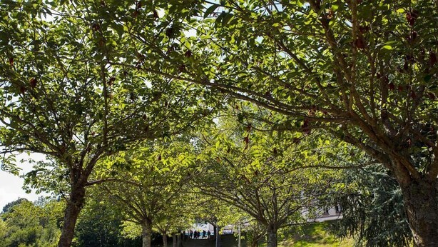 Un sentier bordé d’arbres, situé dans un parc.