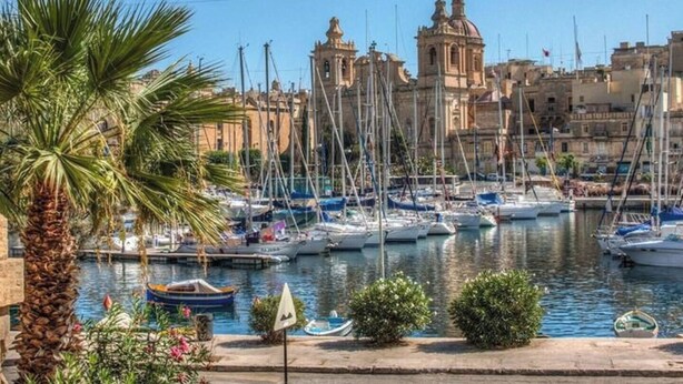 Un puerto deportivo con barcos amarrados, una palmera y edificios al fondo.