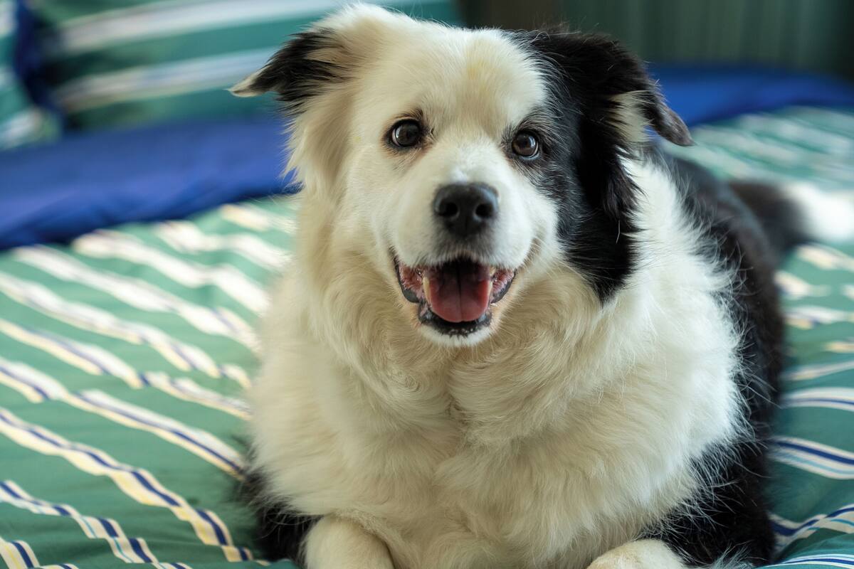 Ein Hund liegt auf einem Bett mit gestreifter Bettwäsche und einem hölzernen Kopfteil.