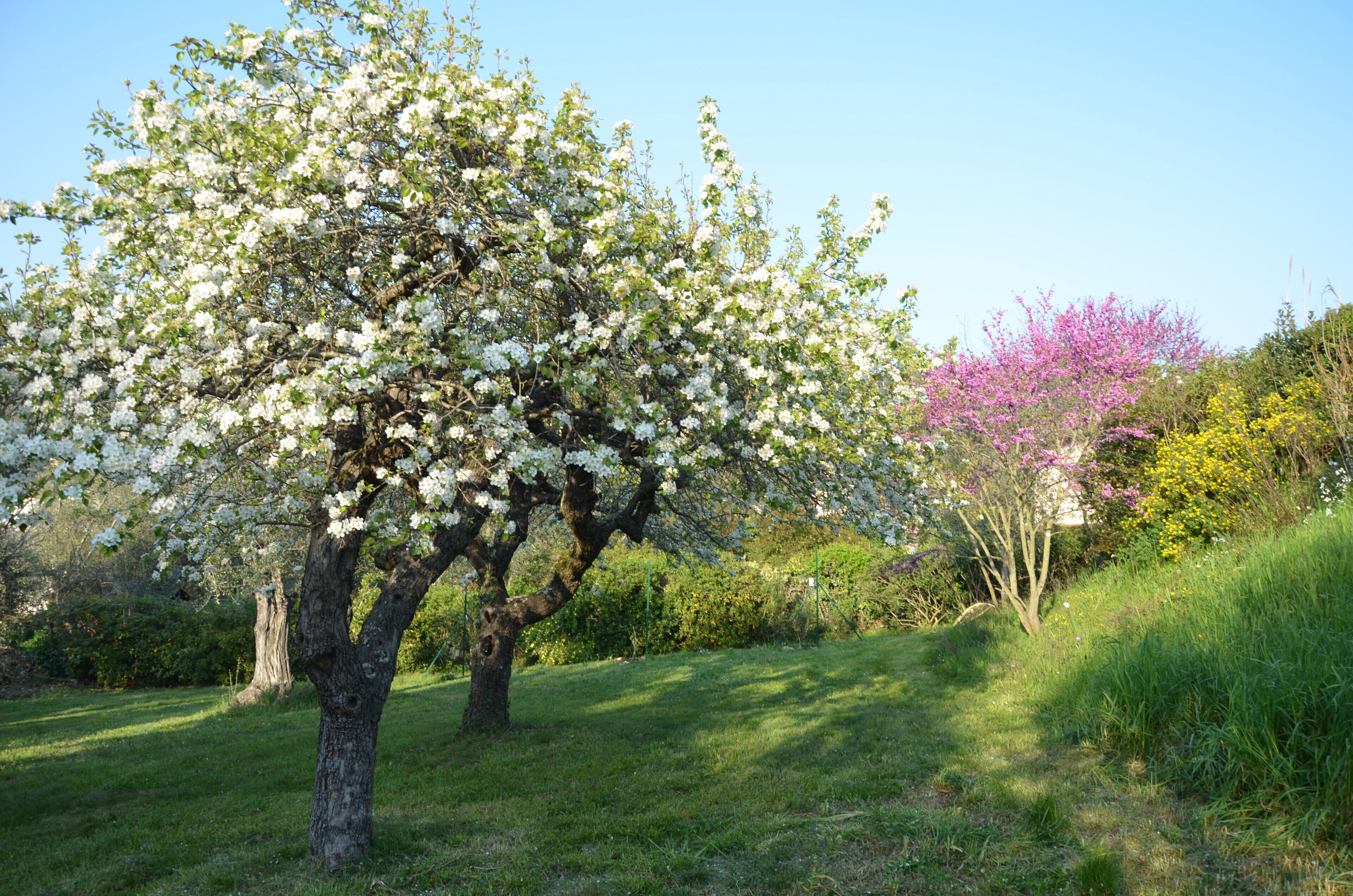 Un arbre aux fleurs blanches, situé dans une zone herbeuse.