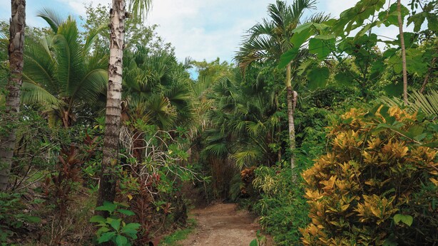 A narrow dirt path surrounded by dense tropical vegetation. - Sunrise Studio at Taru Rentals Ocean Views (Montezuma)
