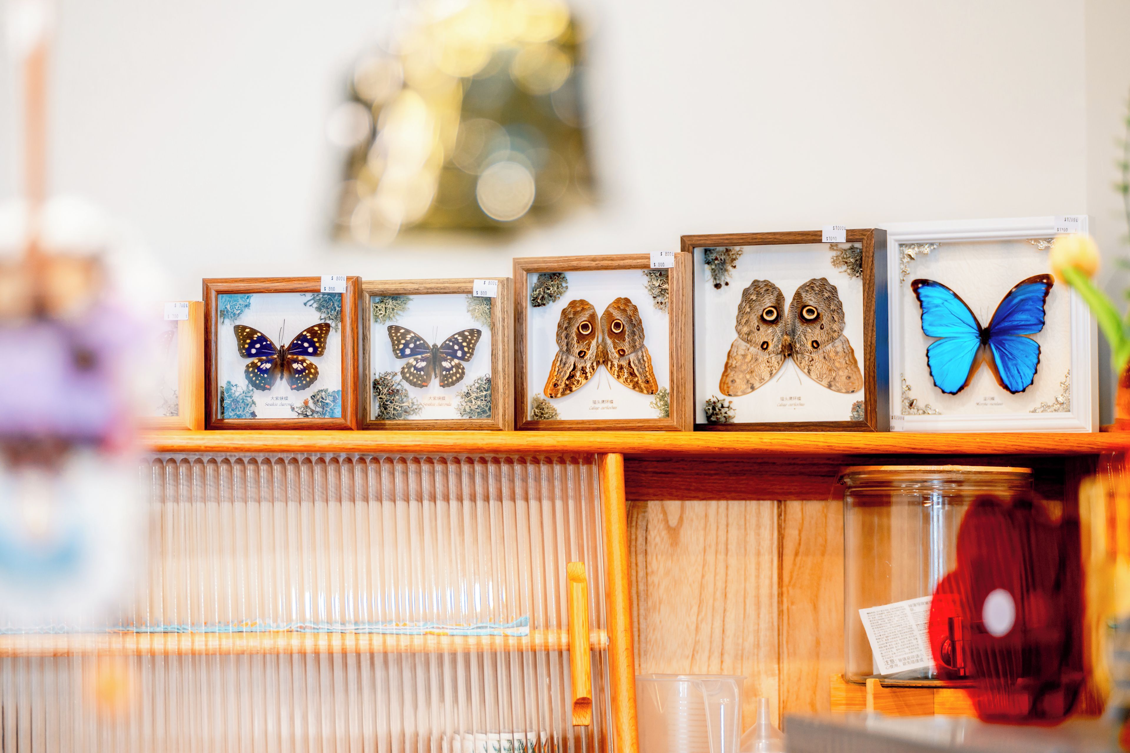 Eine Vitrine mit gerahmten Schmetterlingspräparaten und Preisschildern.