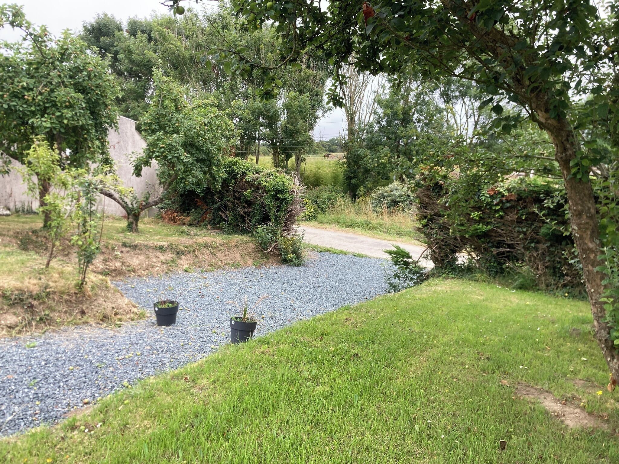 A gravel path leading through a garden with various plants and trees.