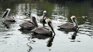 Pelicans swimming in a calm body of water. - Cozy 2-bedroom house in peaceful Hudson on a canal (Hudson)