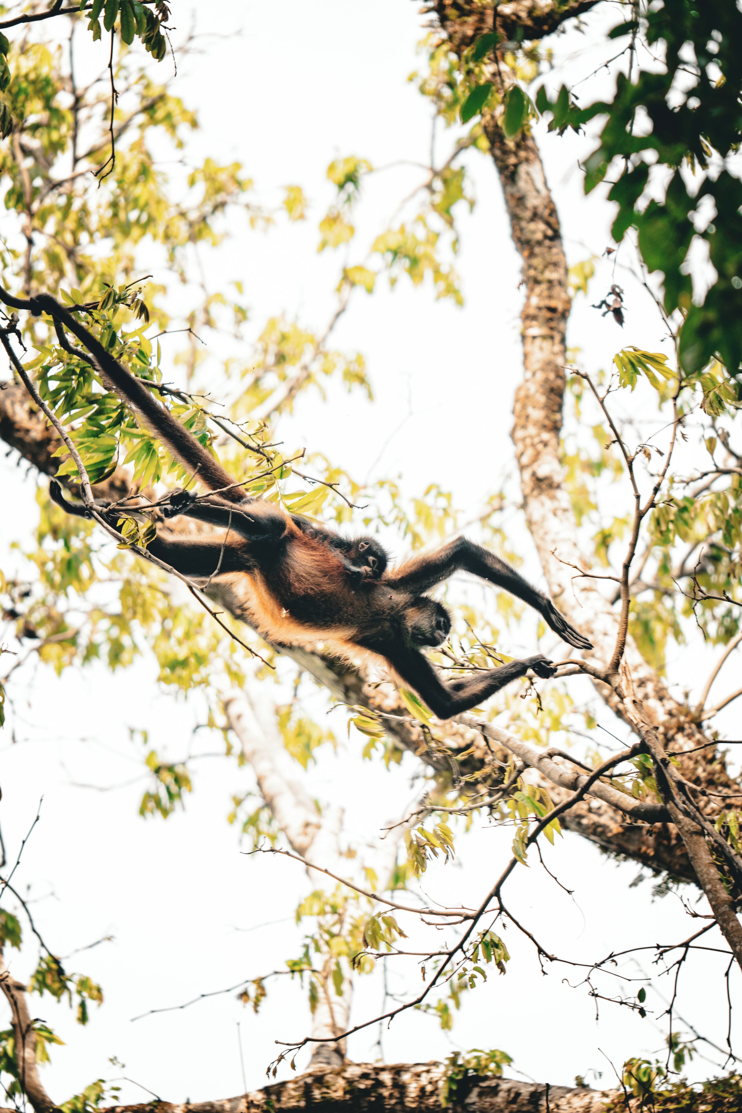 Um macaco pendurado em um galho de árvore.