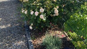 Un jardín con rosales rojos y blancos, un sendero de grava y una valla de metal.