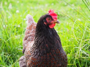 Un poulet aux plumes noires et brunes, avec une crête rouge, se tient dans l’herbe.