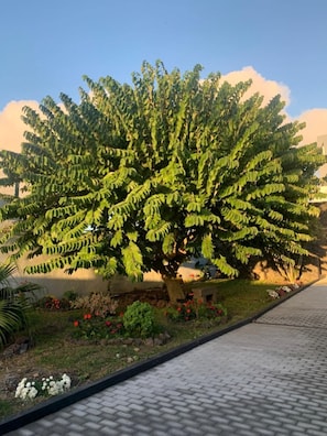 Property grounds - Bethlehem House 5 (São Roque)