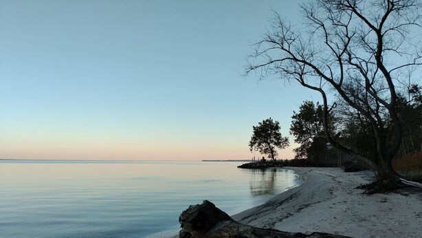 Une plage avec un rivage sablonneux, un grand arbre abattu et une étendue d’eau calme.
