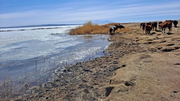 Un paysage comprenant une étendue d’eau, un troupeau de bovins et une chaîne de montagnes à l’horizon.