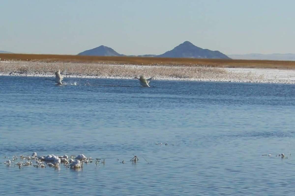 A body of water with birds, a distant mountain range, and a flat landscape.
