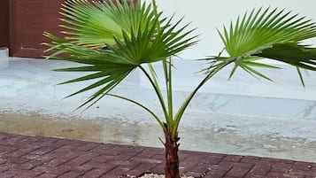 Una planta de palmera en un test amb superfície de maó, i una porta i una finestra al fons.