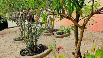 Ein Garten mit mehreren Kübelpflanzen und Bäumen, die in einem Kreis auf einem Kiesweg angeordnet sind.