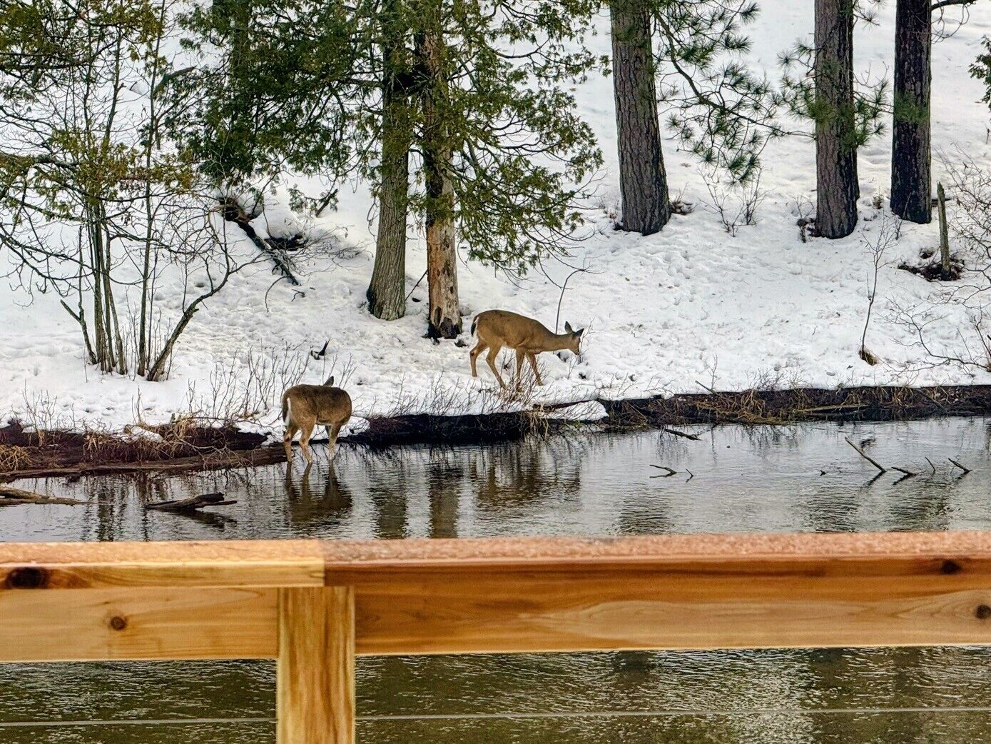 Une terrasse en bois surplombant un étang, avec des cerfs visibles au loin.