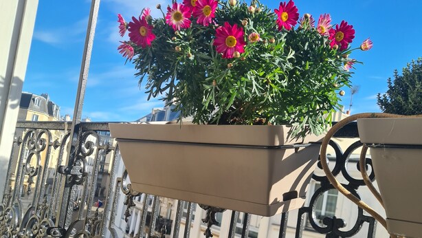 Ein Balkon mit schmiedeeisernen Geländern und einem Blumenkasten mit rosa Blumen.