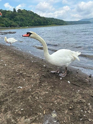 A swan on a lake shore with a forested hill in the background. - HOTEL Mt.Fuji MoMoAung (Yamanakako)