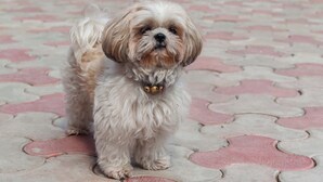 A small dog standing on a patterned floor with potted plants and a wooden structure in the background. - Alaya Stays Amara Aether (Naina Range)