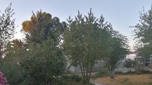 Un camino pavimentado en una zona ajardinada con arbustos y árboles.
