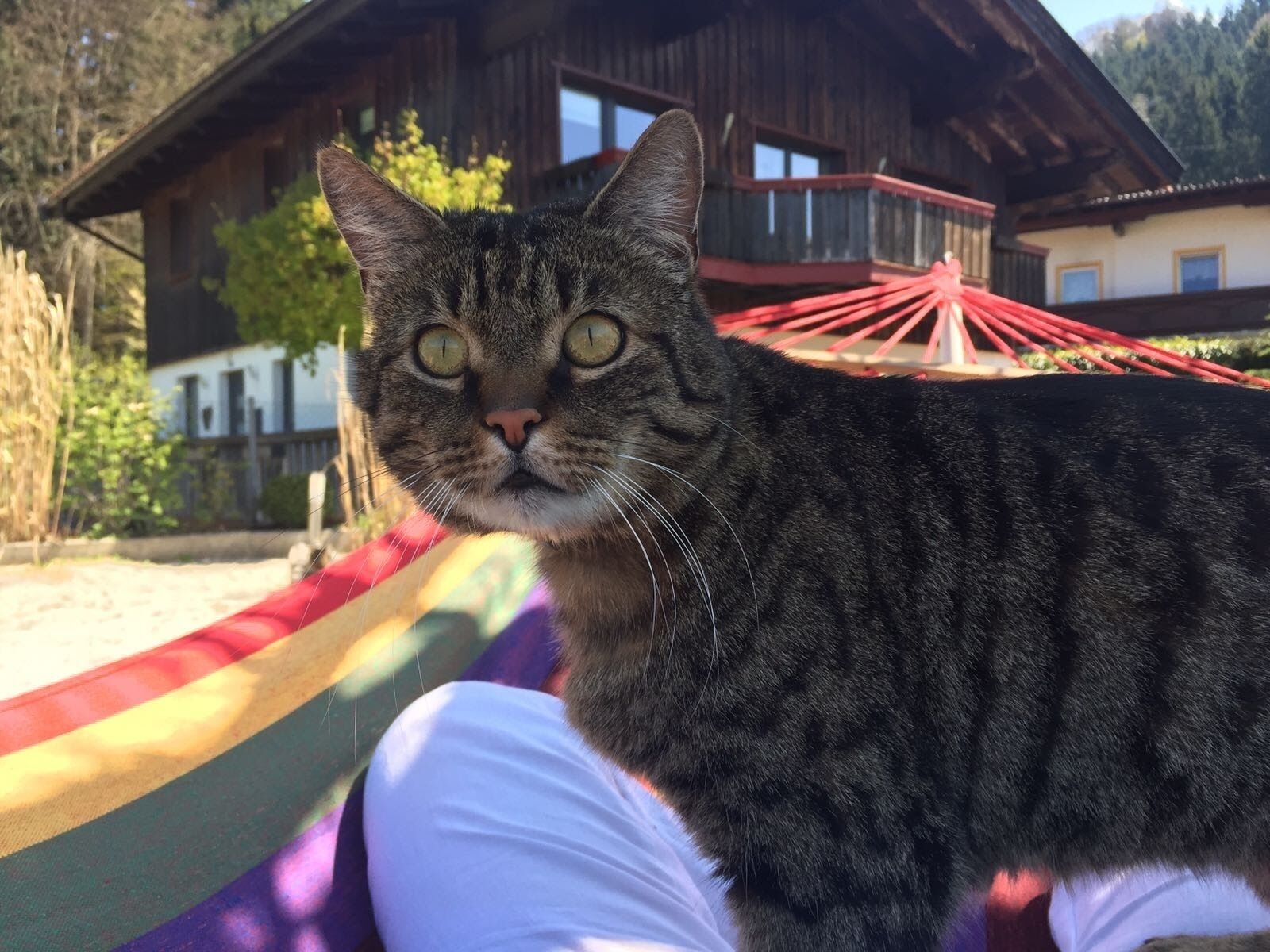 En kat sidder på en farverig hængekøje med en træhytte i baggrunden.