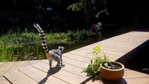 Um lêmure em cima de um deck de madeira, perto de um lago, com um vaso de planta.