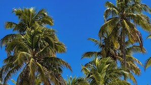 Palme alte su un cielo azzurro intenso.