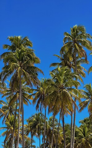Tall palm trees against a clear blue sky. - Vrbo House - Praia do Francês AL (Marechal Deodoro)