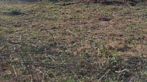 Una casa con un estanque frente a ella, rodeada de árboles y césped.