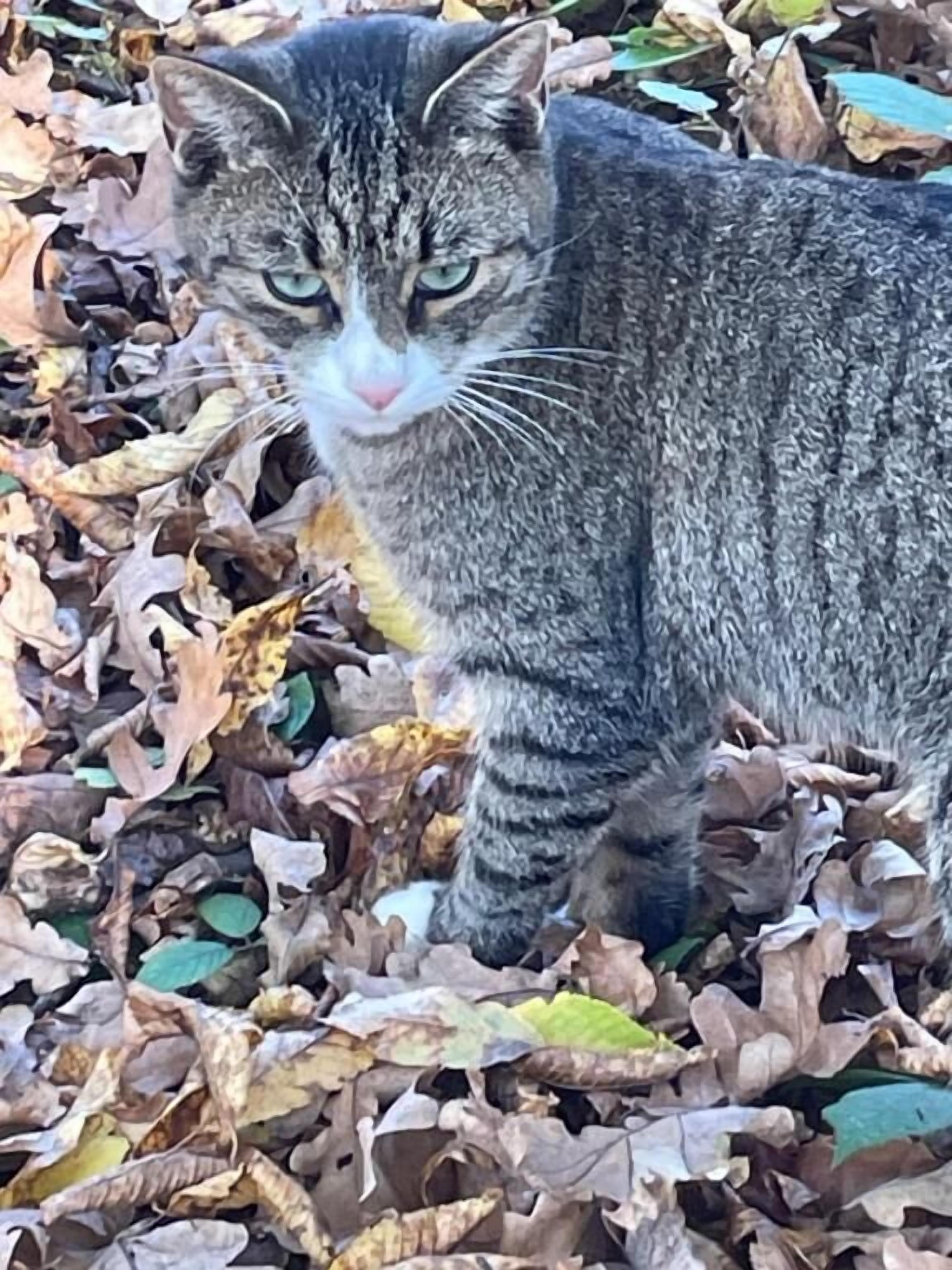 Un gato de pelaje a rayas sobre un lecho de hojas secas.